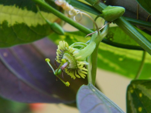 some of my passiflora - Page 3 6790074605_28d0f2bf14