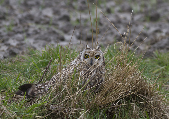 Vogelwaarnemingen buiten de KM - Pagina 18 6680710293_f5c7d9e34f_z