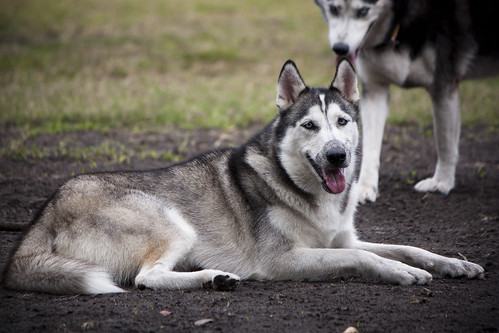 Florida Huskies and the NEW addition 9/5/13 - Page 5 6680159143_aa761fa6c2