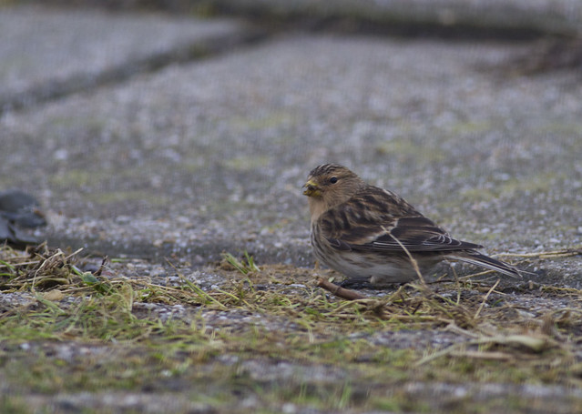 Vogelwaarnemingen buiten de KM - Pagina 18 6680696227_a6bbeb55a0_z