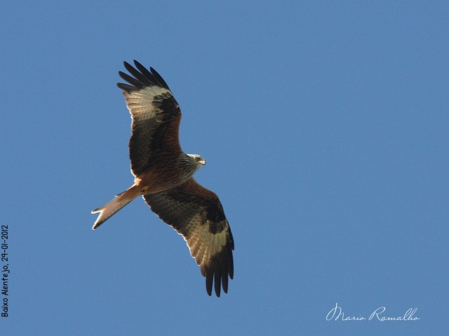 Ajuda na Identificaçao 6798579907_6290224ec0_z