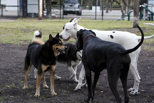 Florida Huskies and the NEW addition 9/5/13 - Page 5 6680168437_42948b91d6