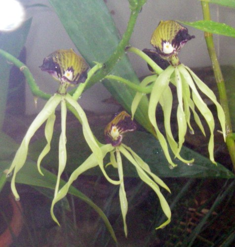 Encyclia cochleata 6731108805_bfe4449435_o