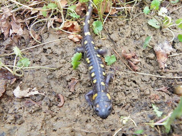 Spotted Salamander Pics 6967329145_957c458996_z