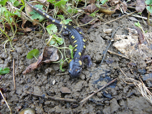 Spotted Salamander Pics 6967330479_a4959d6877_z