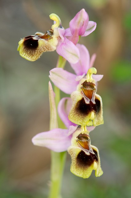 Ophrys dictynae 6986607977_aac8598966_z