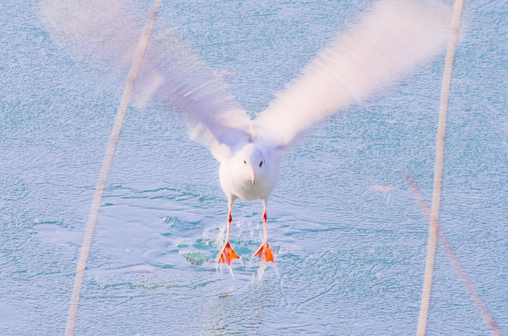 mouette floue aux ailes coupées... 6903853829_2d9f6a462b_b