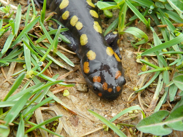 Spotted Salamander Pics 6990278465_83295ac497_z