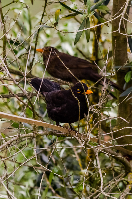 Turdus merula - casal 7116985151_6d530802d0_c