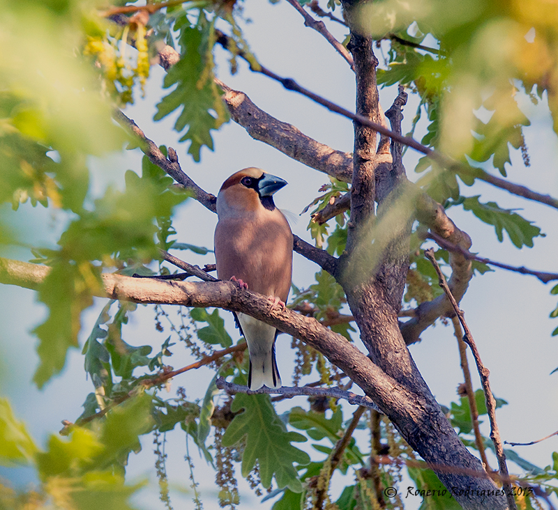 Coccothraustes coccothraustes (Hawfinch ) Bico Grossudo