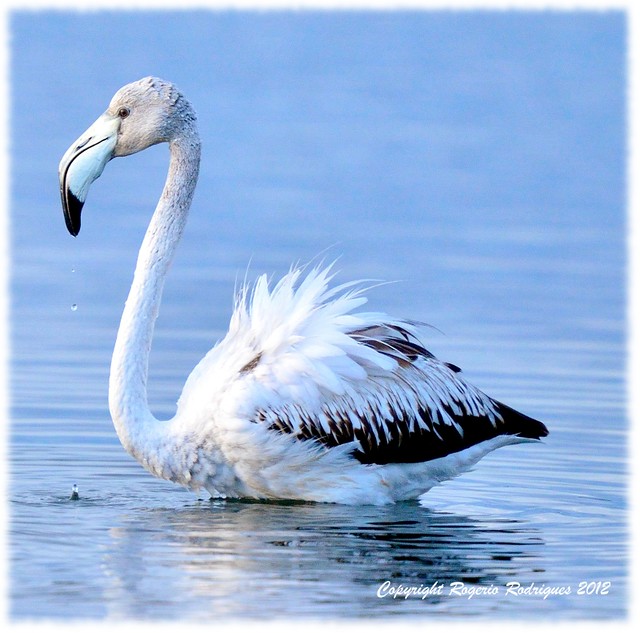 Phoenicopterus roseus-Flamingo