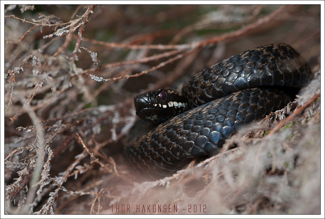 Norway - Vipera berus berus 7018553761_395eb2f64e_o