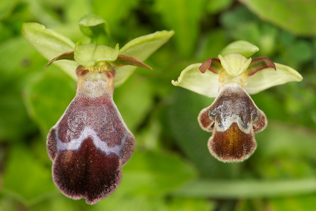 Ophrys basilissa 6982451853_90f8e5053c_z