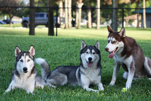 Florida Huskies and the NEW addition 9/5/13 - Page 5 7082394963_b25814ff9e