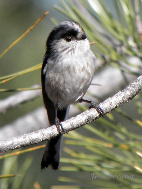 Chapim-rabilongo (Aegithalos caudatus)