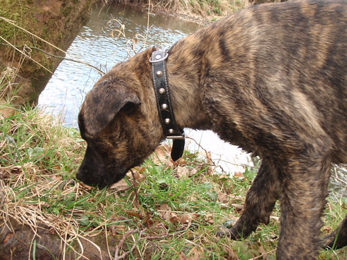 Alfie - Crossbreed, Dog (4 Months)  6820956030_e08a7bac81