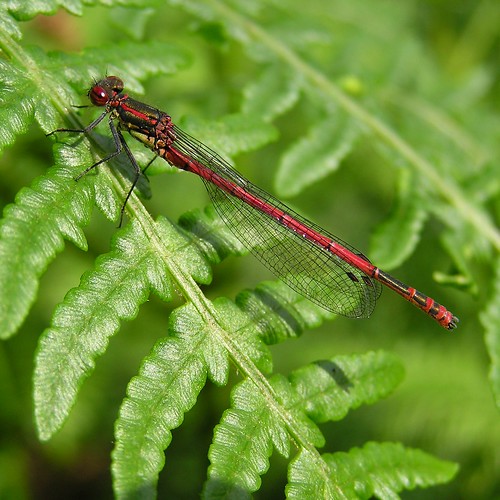 Pyrrhosoma nymphula - Large Red Damselfly - Agrion au corps de feu ou  Petite nymphe au corps de feu - 28/05/12