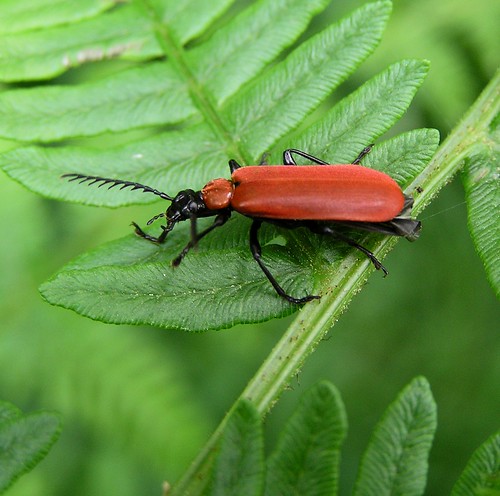 Stictoleptura fontenayi (♀) - 04/06/12