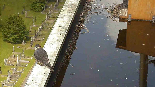 Day 53  - juvenile (AJ?) on ledge in sunshine