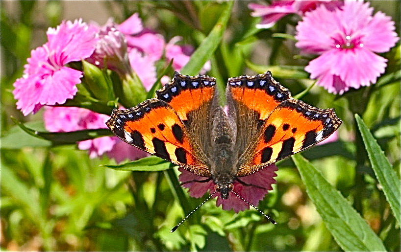 Vlinder in de tuin 7338109996_a0a790c5ae_b