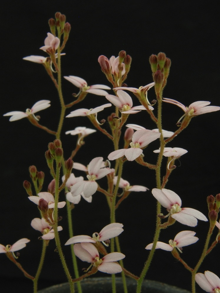 triggerplant027: Stylidium ireneae 7351748898_9bfa00019b_b