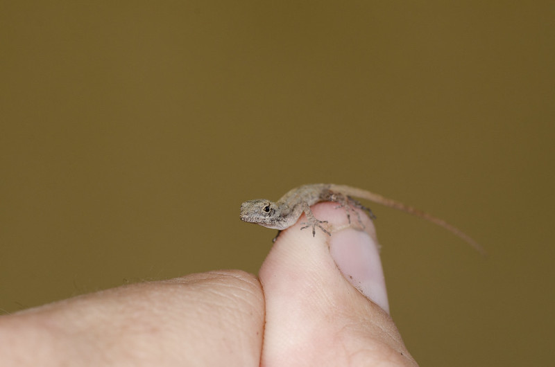 A week and a half of solid Florida herping...  7233443378_6cc62d5391_c