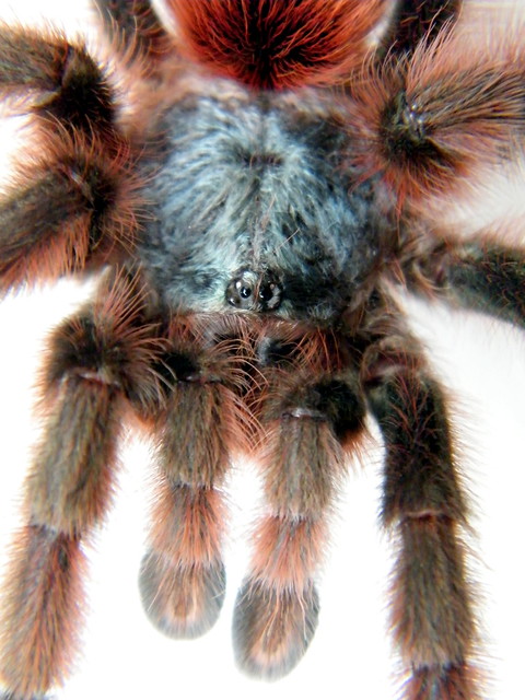 Some Recent Tarantula Shots 7046974403_0cb0150020_z