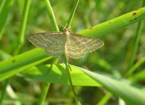 Idaea macilentaria - L'Acidalie maigre - 25/05/12