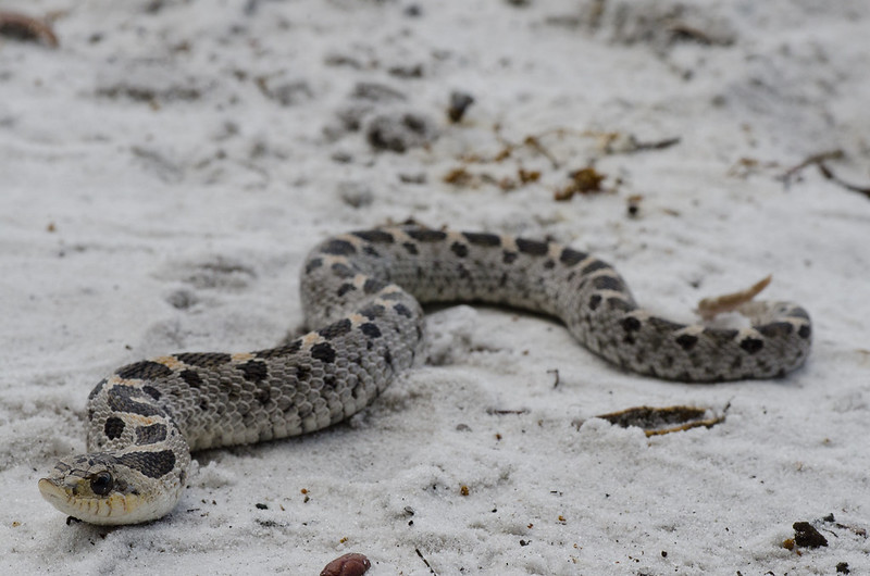 A week and a half of solid Florida herping...  7233443808_7f33cab2de_c