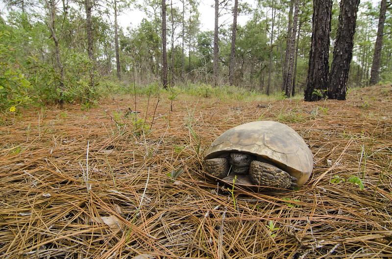 A week and a half of solid Florida herping...  7233445860_9ef9759623_c