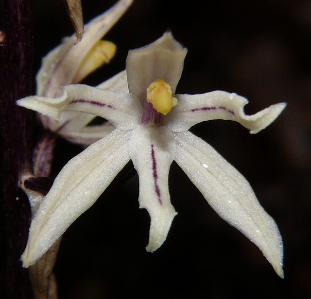 Checklist des orchidées terrestres d'Australie 7294202250_b7f577b8c5_z