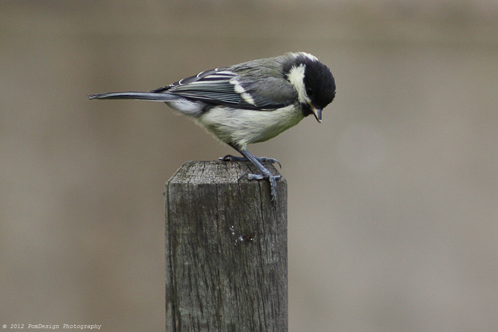 Mésange à tête noir  7295531932_bda68e5a22_b