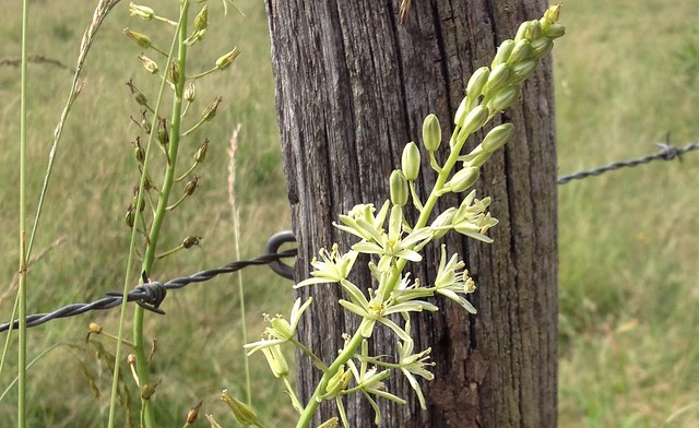 Photos de plantes (& fleurs sauvages) à identifier 7394430490_9fd9113e03_z