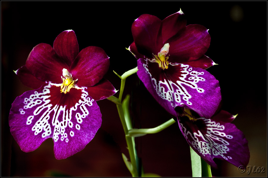 Orchides varies... 6937242344_b868a86e49_o