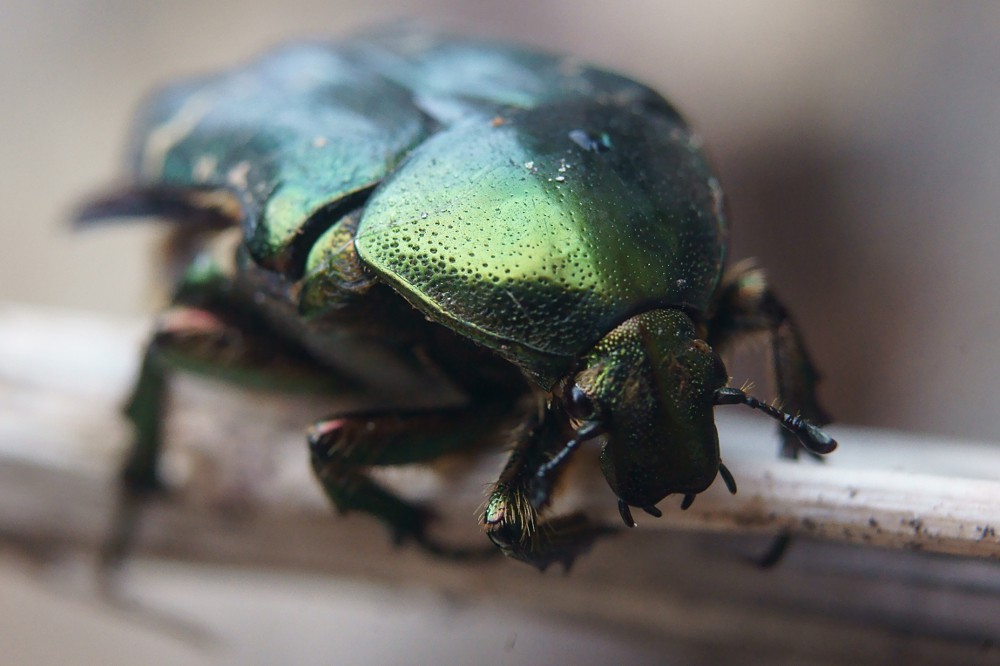 [Macro] Cétoine dorée 7163605046_98d14f0334_b