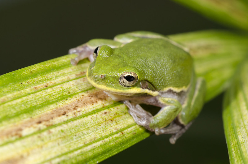 A week and a half of solid Florida herping...  7233438158_9225e4f8c1_c