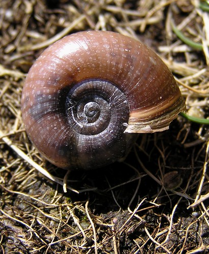 A identifier- Escargot de Quimper - Elona quimperiana ? - 02/05/12