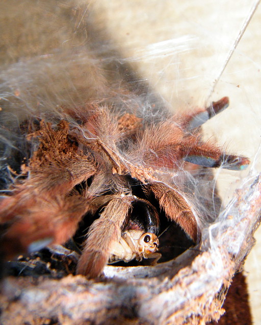 Some Recent Tarantula Shots 7046974589_2edd9f65de_z