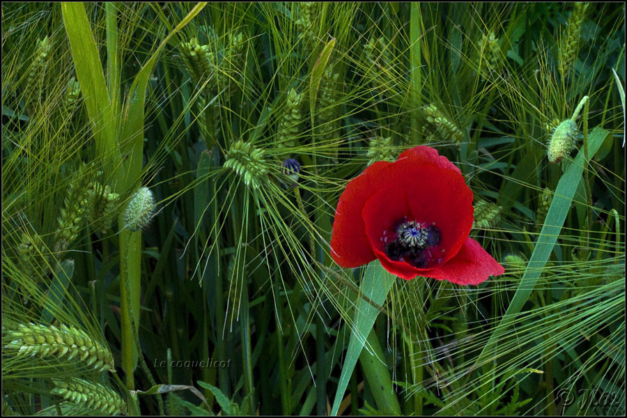 Le coquelicot ... [Ajout 13/06/12] 7369178180_fc5e717e3f_o