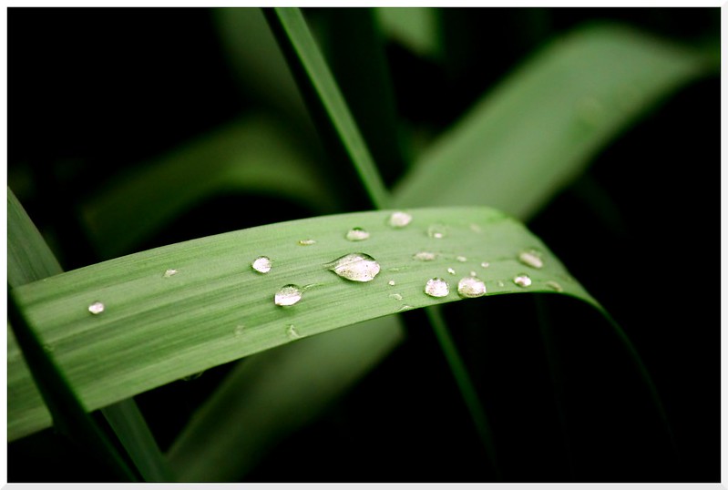 Après la pluie... 7060041773_8fc9e460bf_c