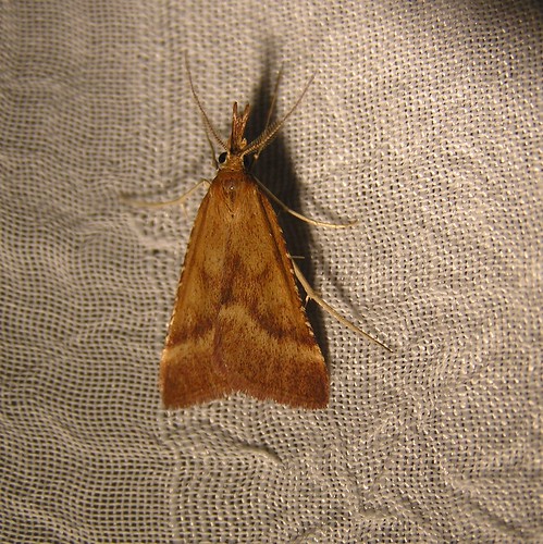 Synaphe punctalis - 01/08/12