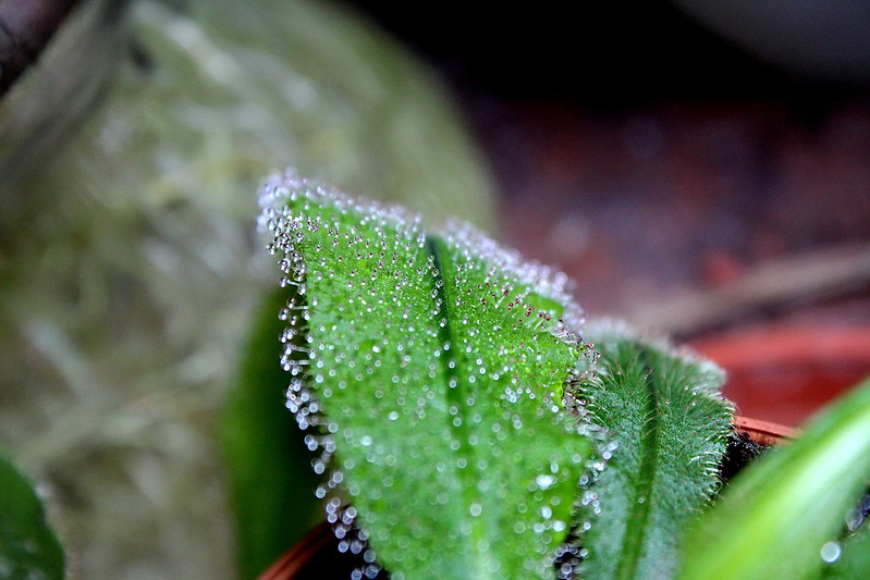 Drosera adelae 7412810424_333b2ae38b_c