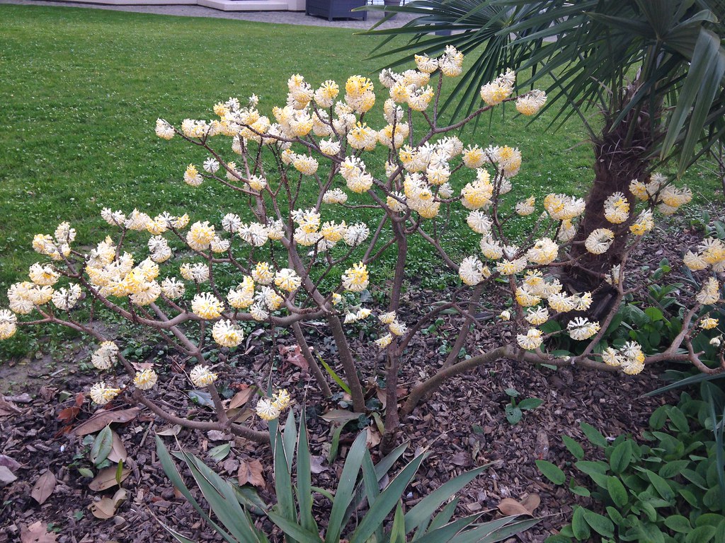 Plante à identifier - Edgeworthia papyrifera 13193715453_b676a9262b_b