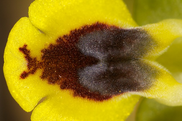 Ophrys sicula (Ophrys de Sicile) 7011612605_813d2d51b3_z