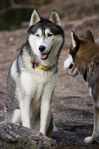 Florida Huskies and the NEW addition 9/5/13 - Page 8 7521754106_772d5a189f