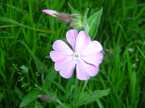 Photos de plantes (& fleurs sauvages) à identifier 7628696992_b557033625