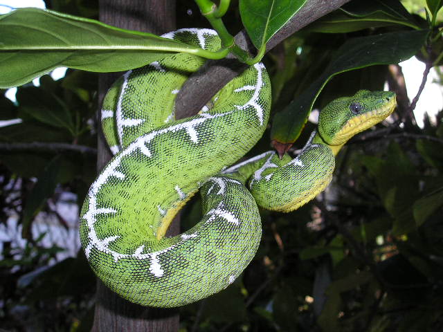 Emerald Tree Boa, (Corallus canina), Venomous Snake Mimicry. 7617022942_d5b4642d5a_z