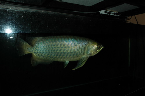 arowana wild tasik bera..tak tau jenis apa ni..tlg bg sikit komen jenis apa.?? - Page 2 7028669755_e5d9218198