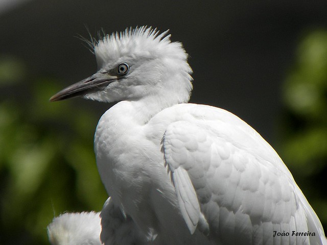 Garça-boieira (Bubulcus ibis)