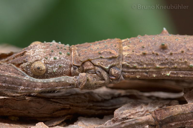 Xenophasmina sp. "Chiang Mai" - masters of camouflage 7067579745_03e32100ce_b